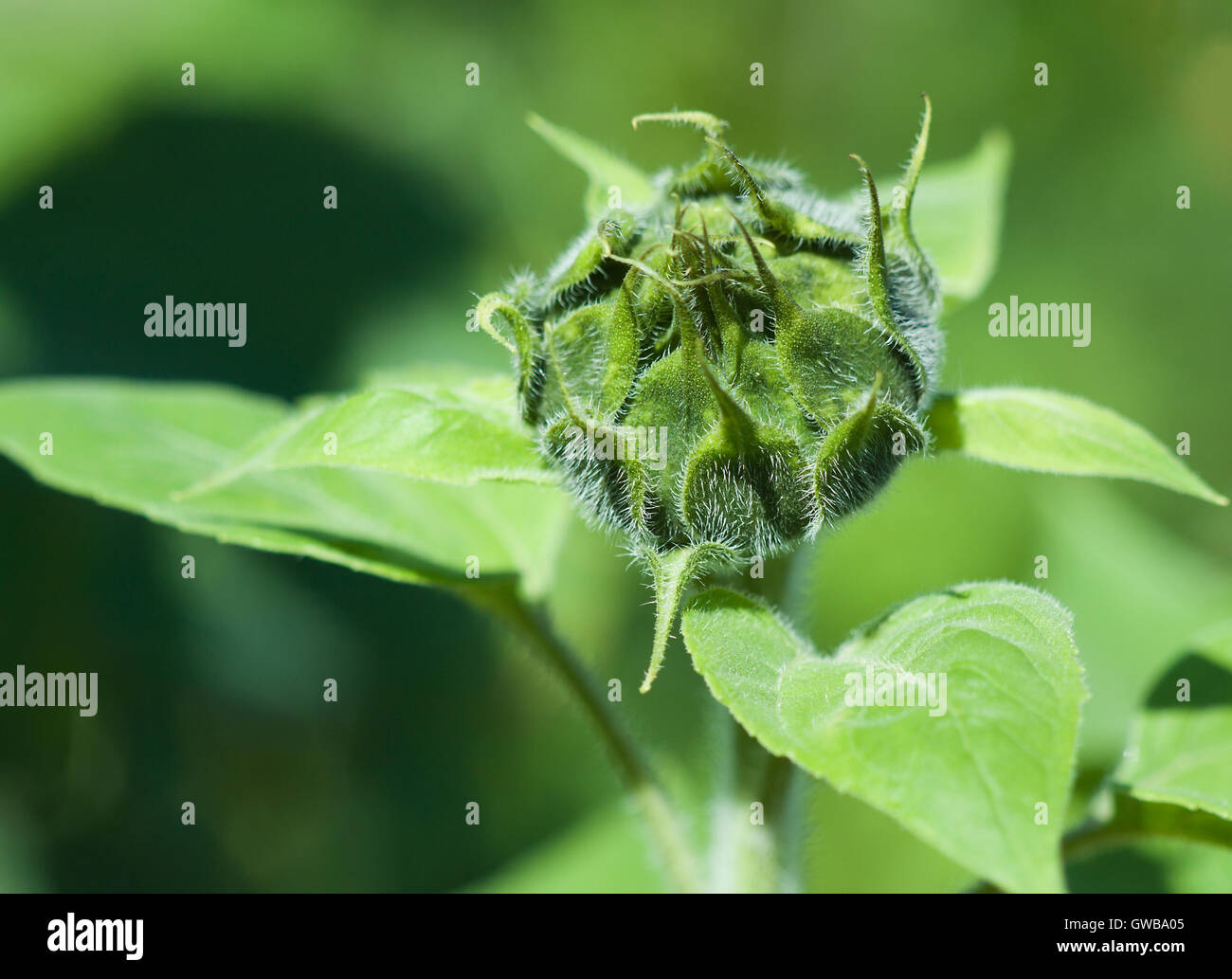 Grüne Saison Naturquelle Umwelt-Image. Geschlossene Sonnenblume Knospe Nahaufnahme mit grünem Hintergrund von anderen Pflanzen. Stockfoto