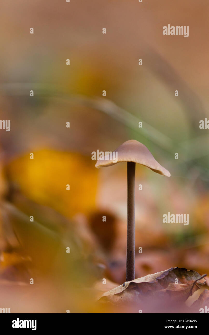Pilz in den Boden des Waldes Stockfoto