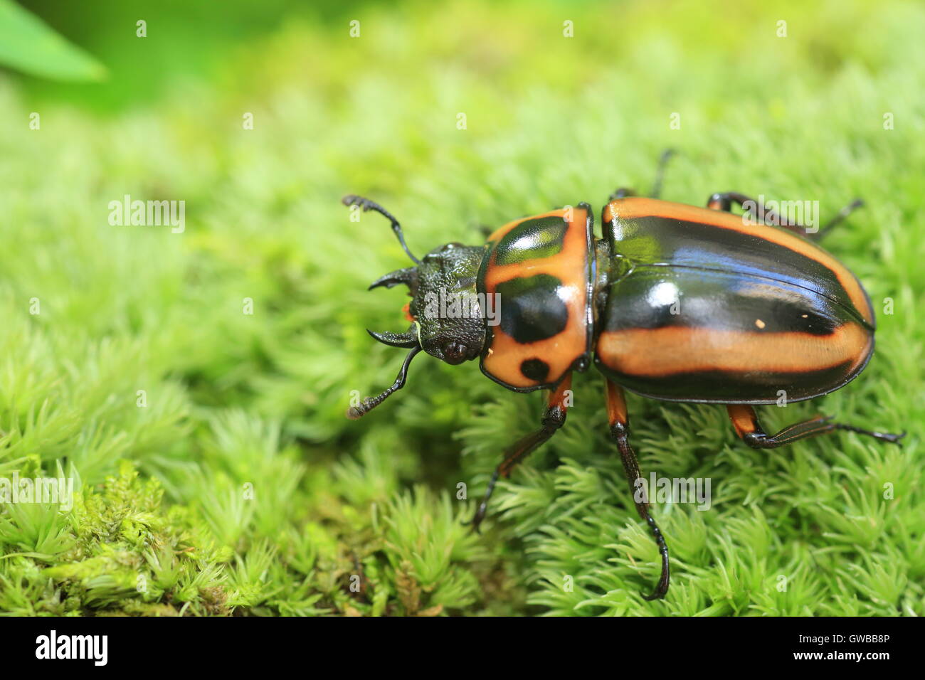 Afrikanische Hirschkäfer in Zentralafrika Stockfoto