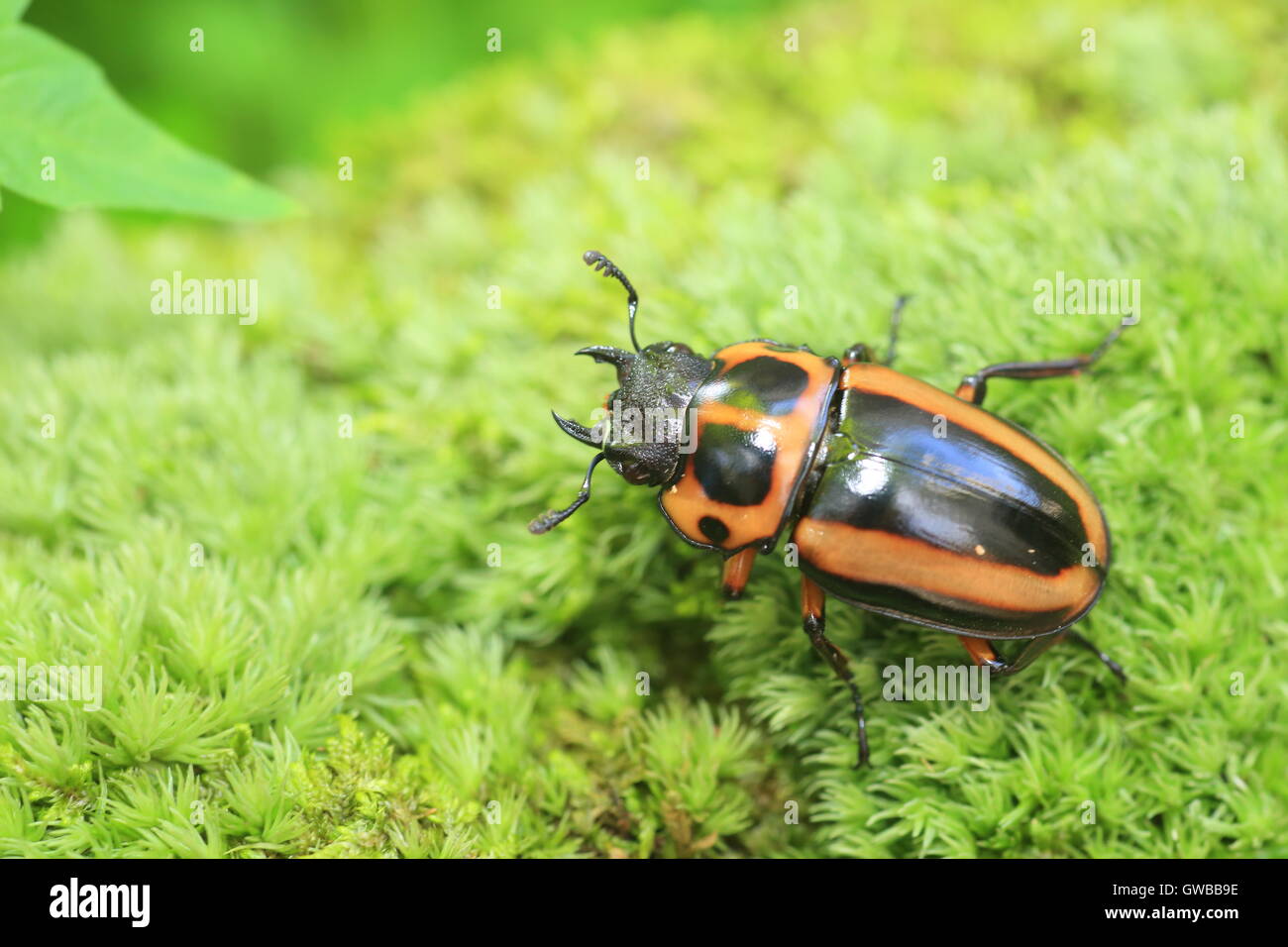 Afrikanische Hirschkäfer in Zentralafrika Stockfoto