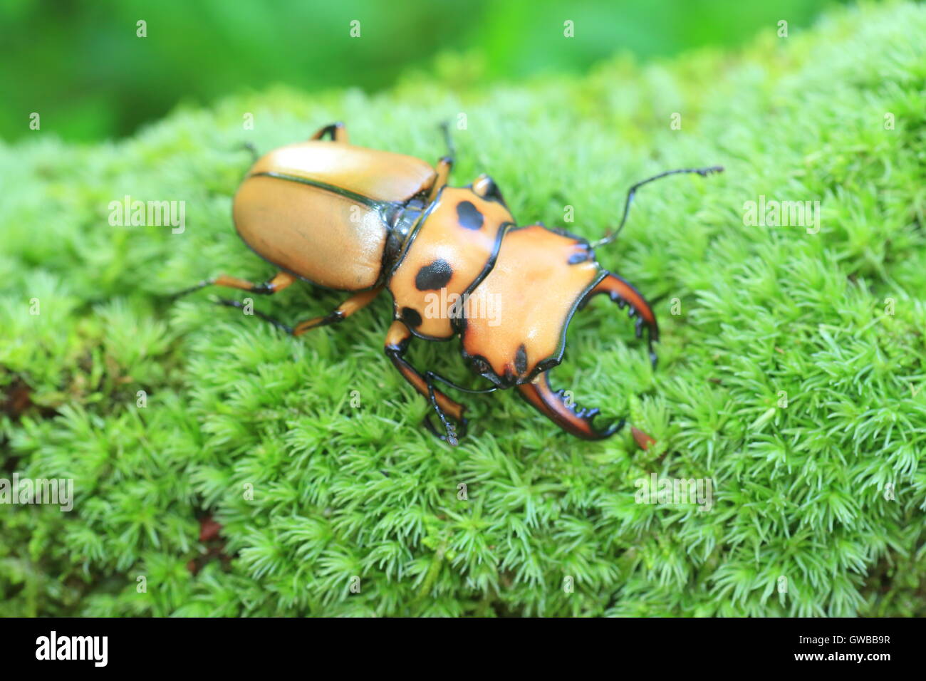 Afrikanische Hirschkäfer in Zentralafrika Stockfoto