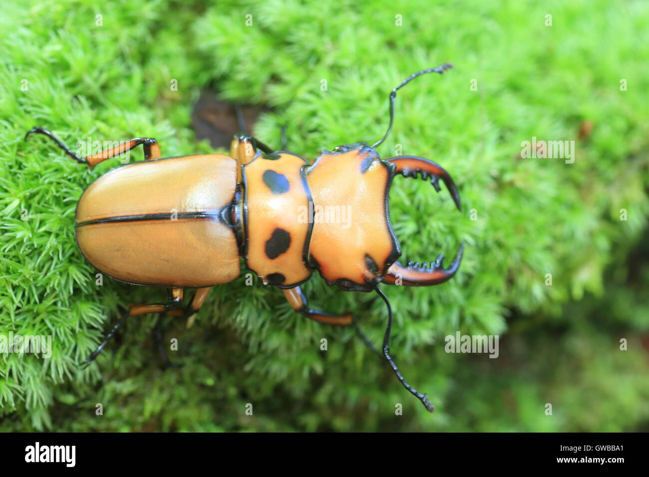 Afrikanische Hirschkäfer in Zentralafrika Stockfoto