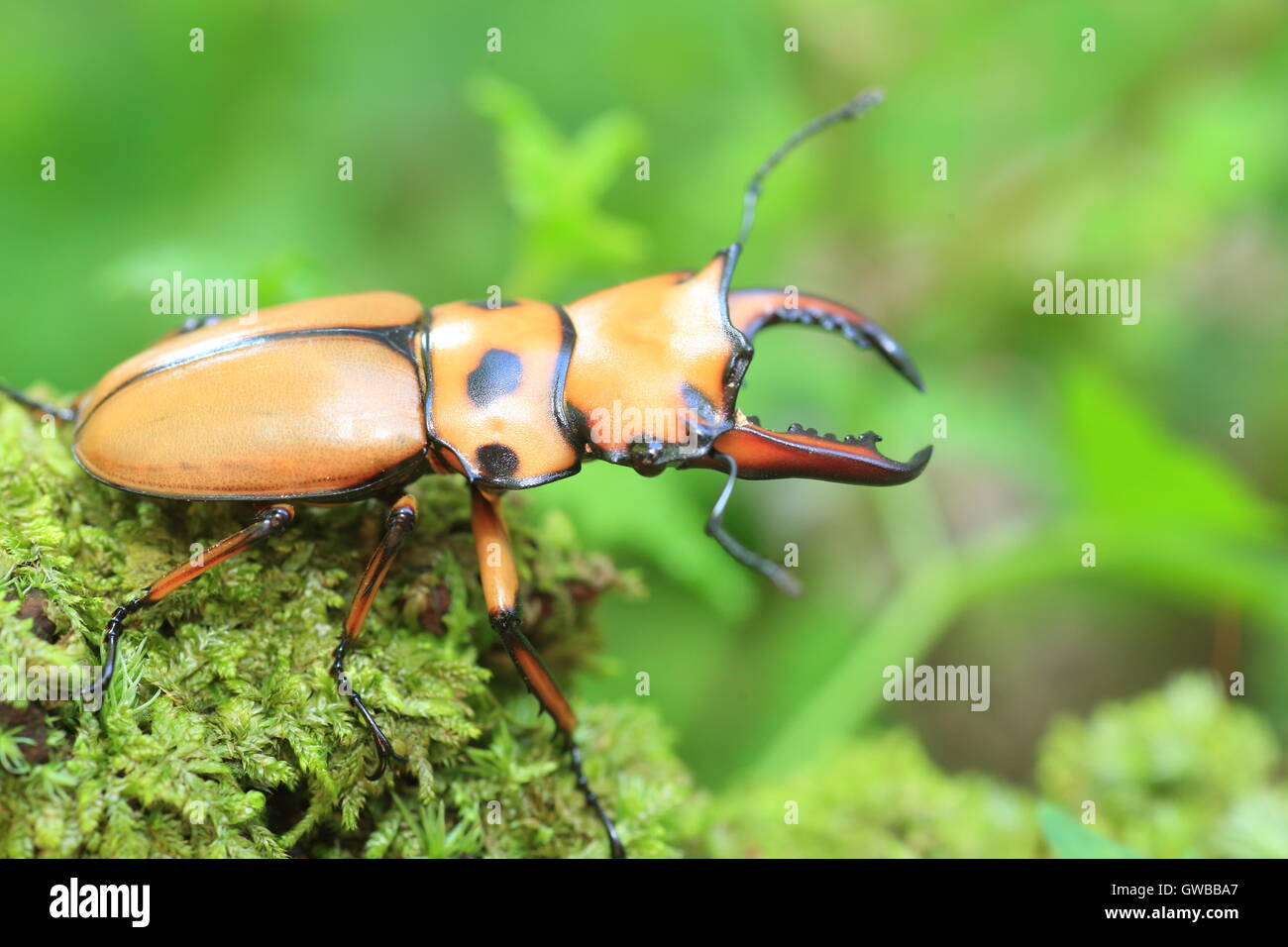 Afrikanische Hirschkäfer in Zentralafrika Stockfoto
