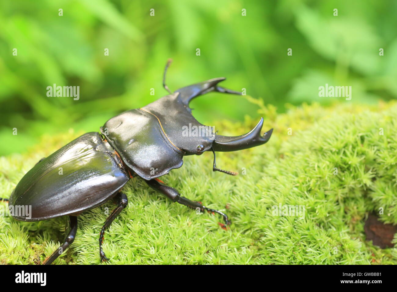 Japanische großer Hirschkäfer (Dorcus Hopei Hopei) in China Stockfoto
