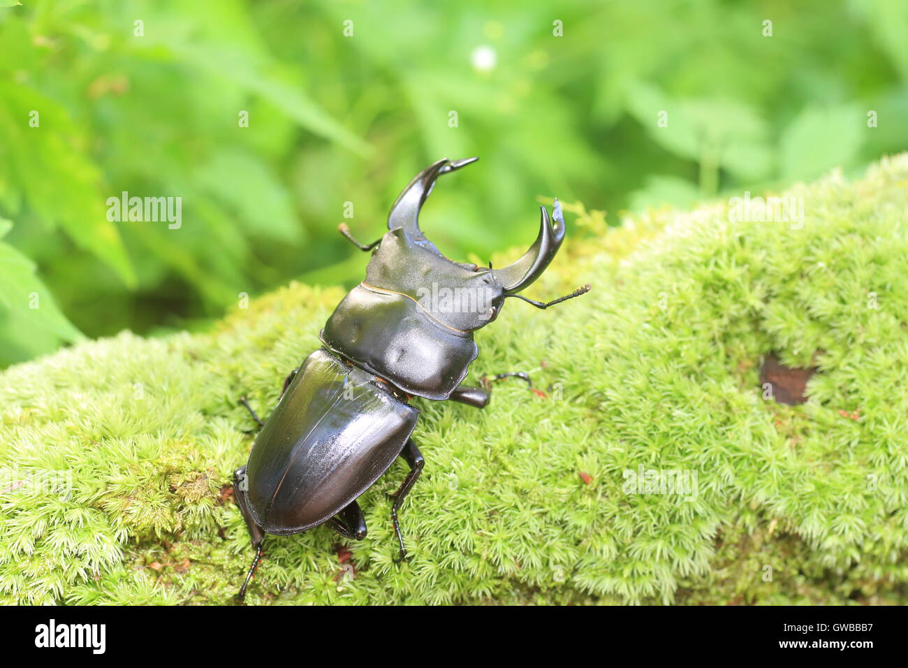 Japanische großer Hirschkäfer (Dorcus Hopei Hopei) in China Stockfoto
