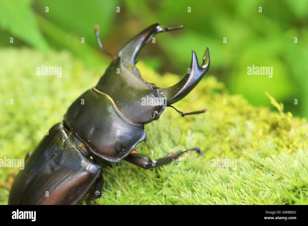 Japanische großer Hirschkäfer (Dorcus Hopei Hopei) in China Stockfoto