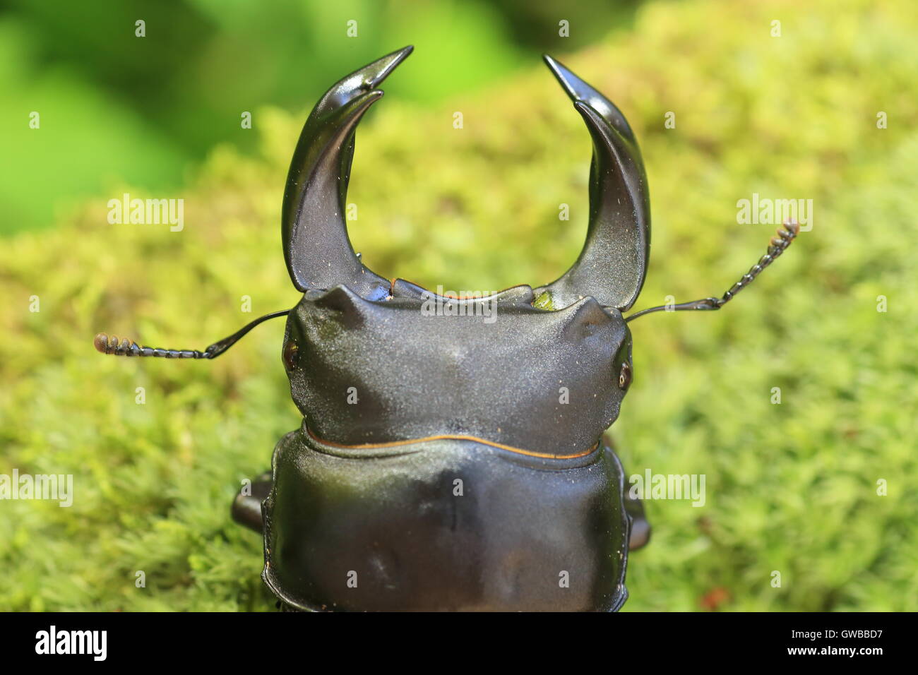Japanische großer Hirschkäfer (Dorcus Hopei Hopei) in China Stockfoto