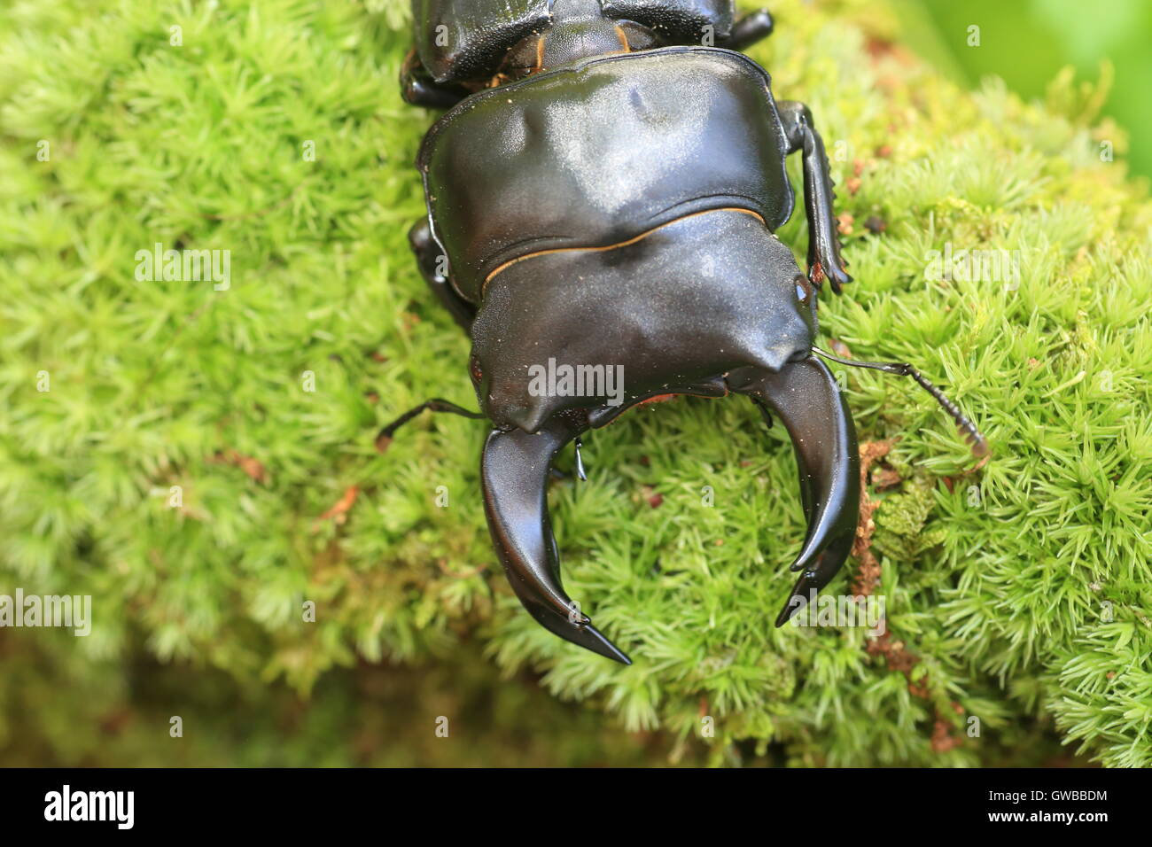 Japanische großer Hirschkäfer (Dorcus Hopei Hopei) in China Stockfoto