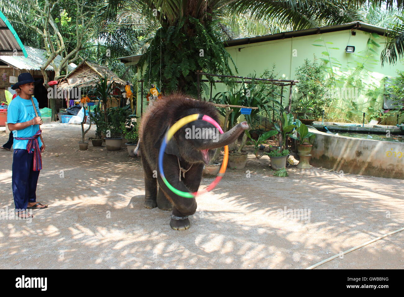 Elefantenbaby spielt mit Kreis im Elephant Nature Park in Thailand Stockfoto