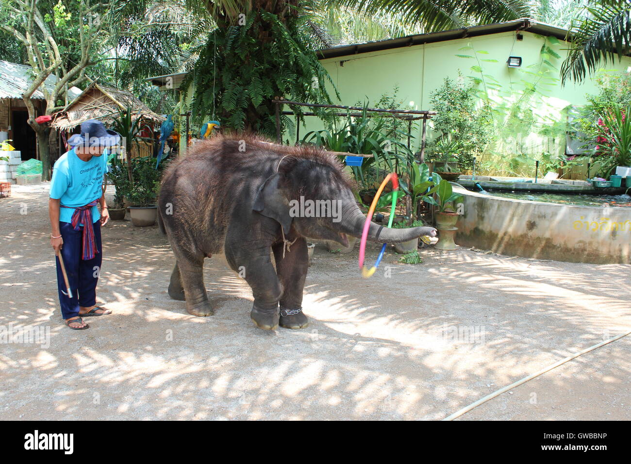 Elefantenbaby spielt mit Kreis im Elephant Nature Park in Thailand Stockfoto