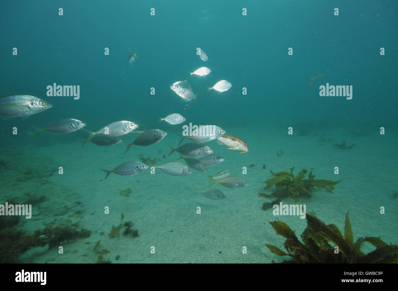 Schule für junge Makrelen mit ein paar Goatfish über Sandboden Stockfoto