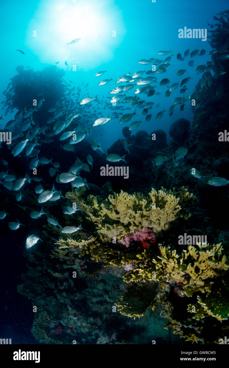 Fischschwarm am Korallenriff in Abrolhos Marine Protected Area, Bundesstaat Bahia Brasilien Stockfoto