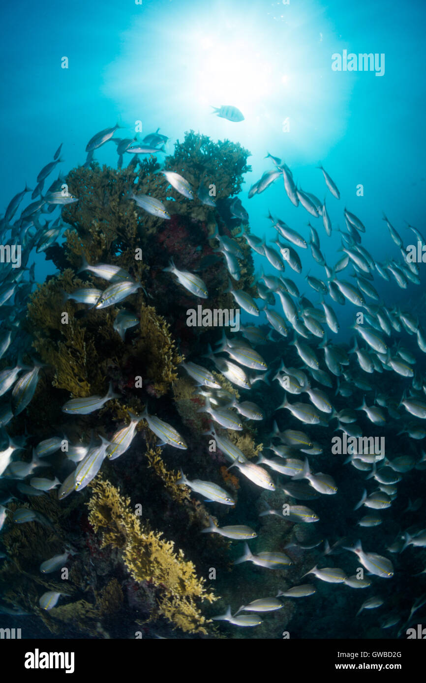Fischschwarm am Korallenriff in Abrolhos National Marine Park, Bundesstaat Bahia, Brasilien Stockfoto