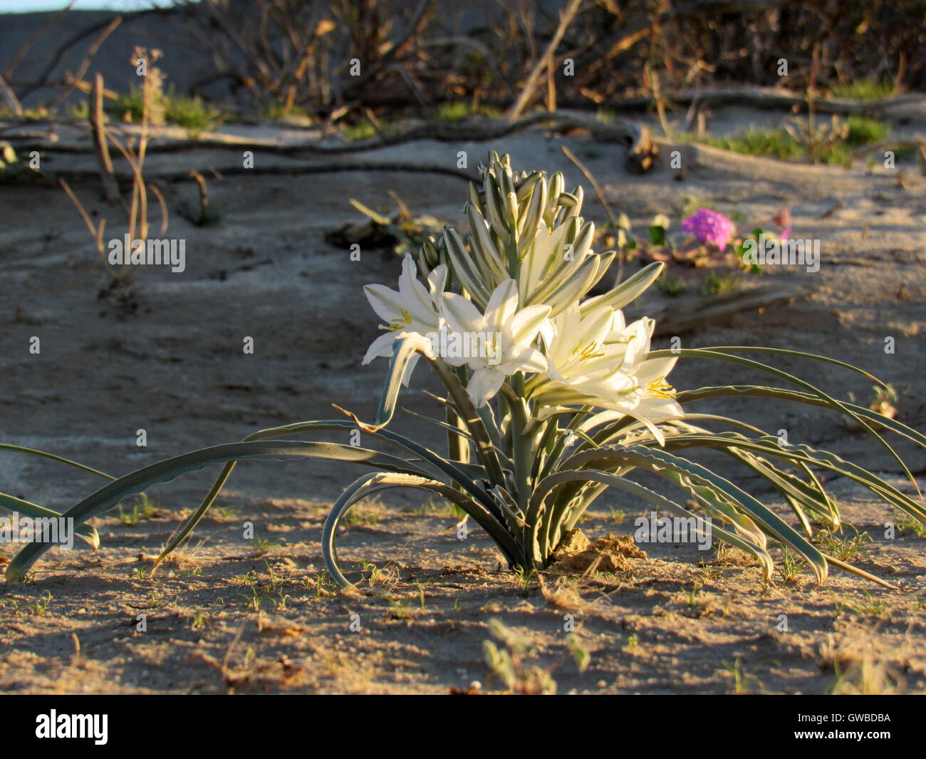 Blühende Wüste Lilie mit weißen Blüten im Anza Borrego Desert State Park Stockfoto