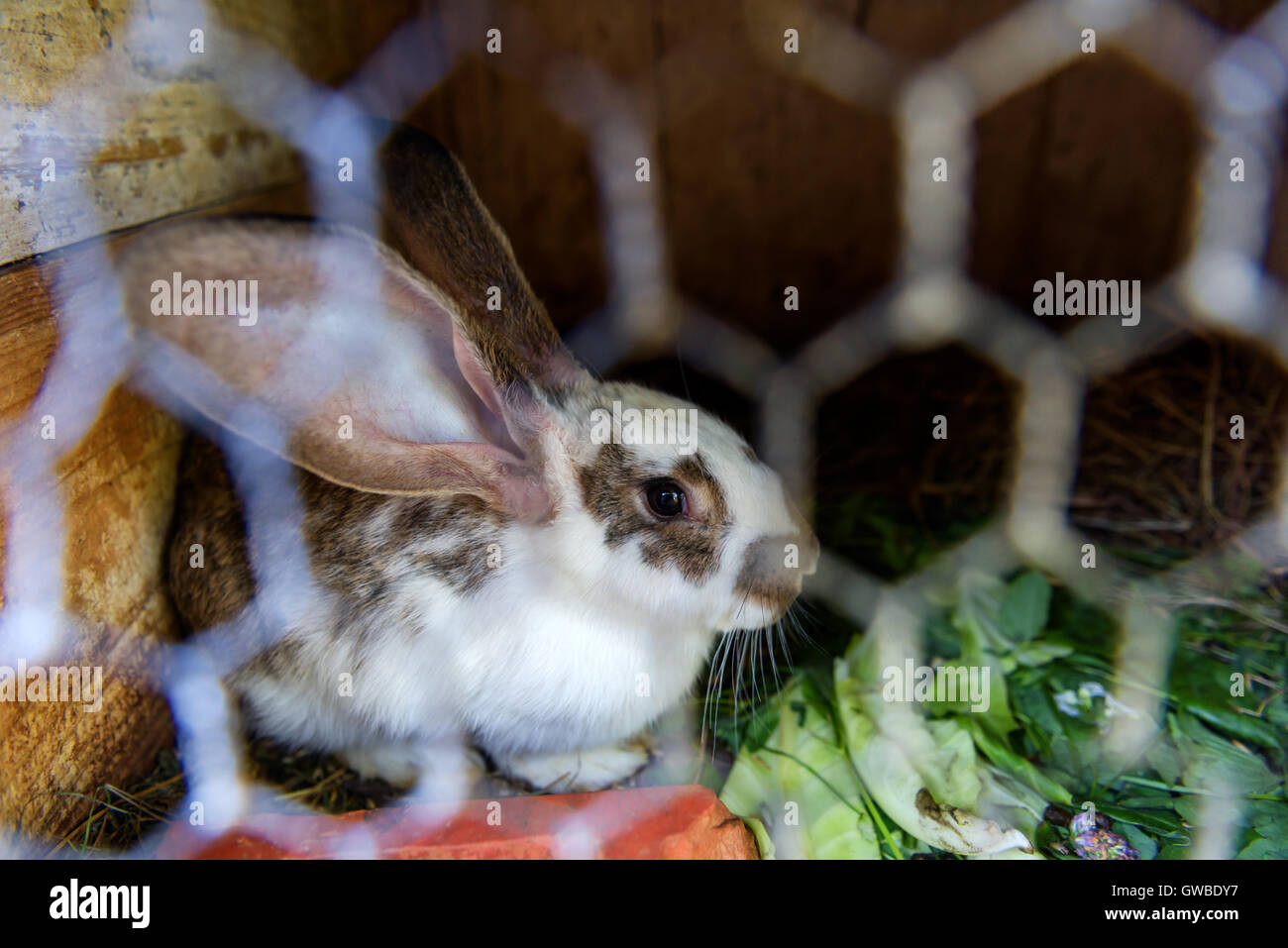 Kaninchen im Käfig hautnah Stockfoto