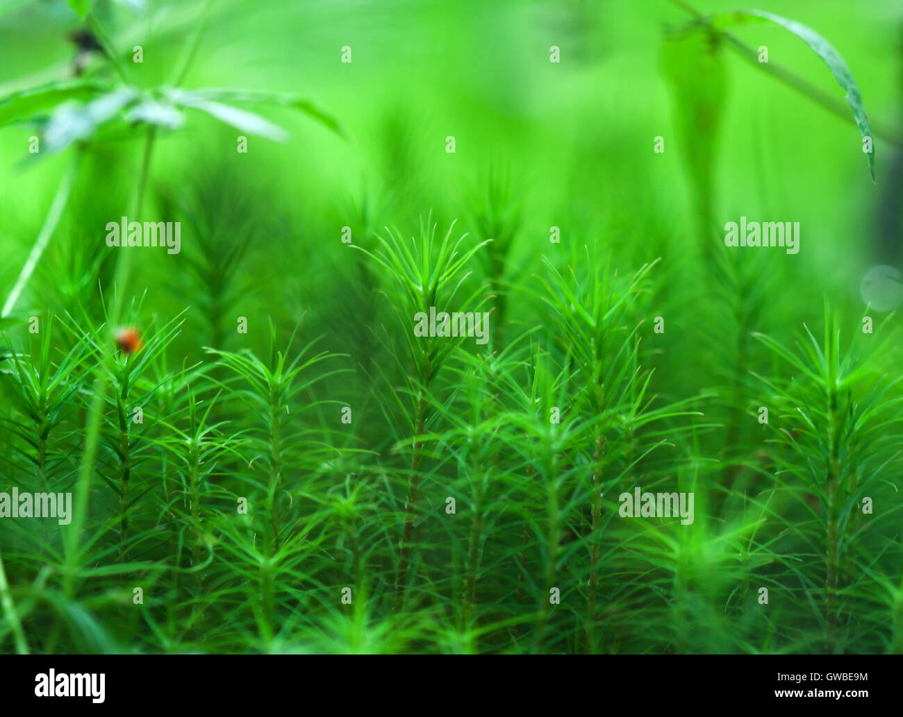 Ökologischer Natur Bild: Grünpflanzen hautnah mit grünen Hintergrund jedoch unscharf. Einsetzbar als ein Hintergrundbild oder eine Postkarte. Stockfoto