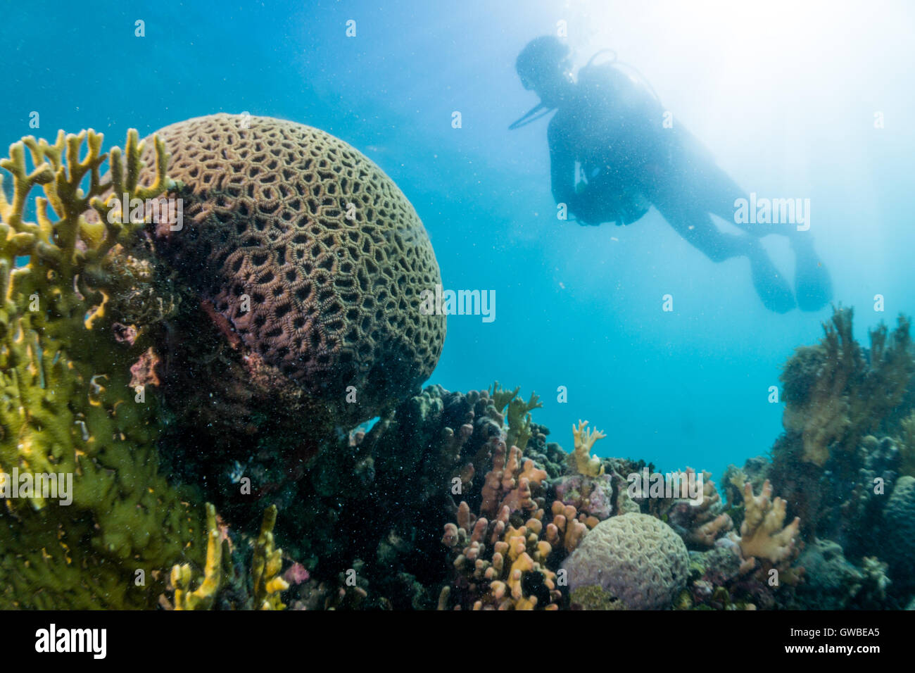 Tauchen unter Wasser in der Nähe von Korallenriff, Abrolhos Marine National Park, Bahia Staat, Brasilien Stockfoto