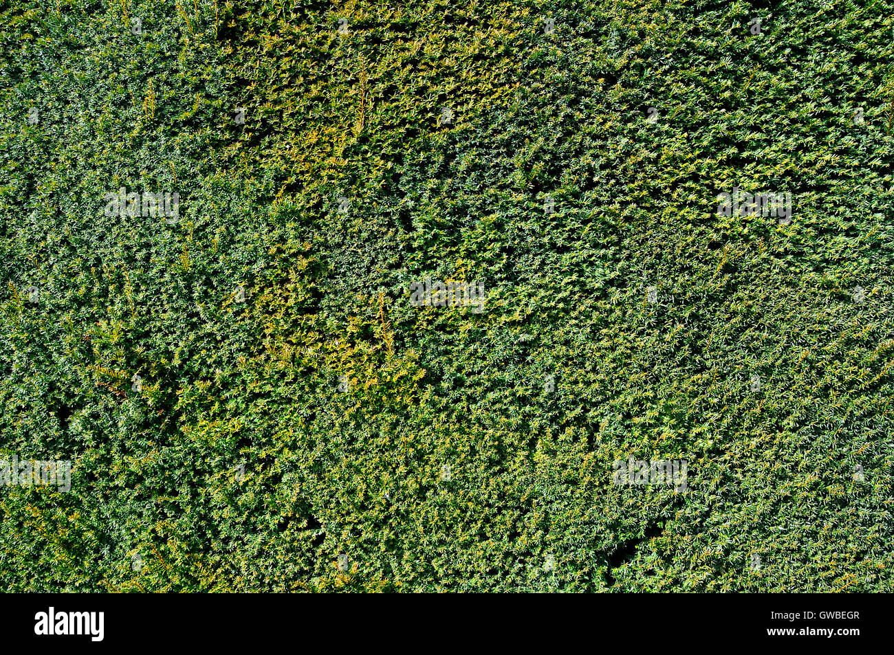 Nahaufnahme von pflanzlichen grünen Textur von Laub Stockfoto