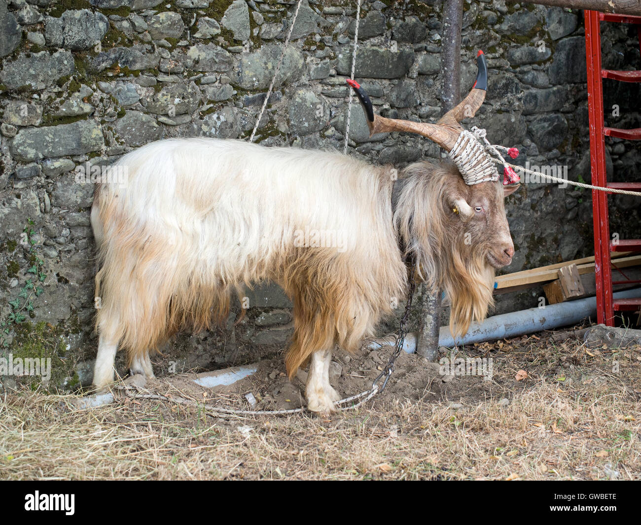 Ziege. Angebunden, mit beeindruckenden Hörnern. Stockfoto