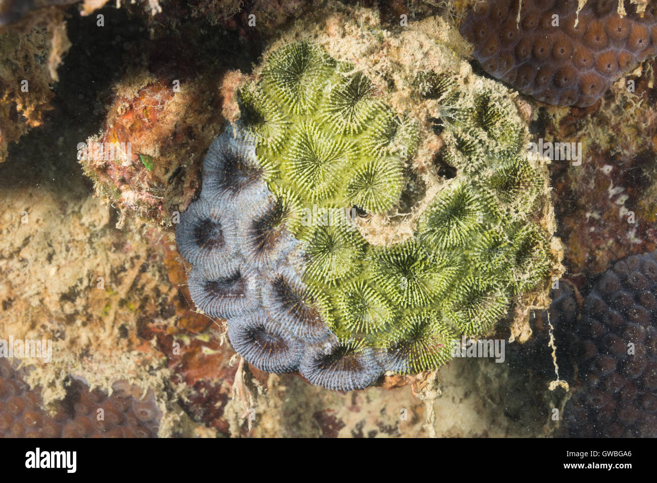 Korallen-Gattung Mussismilia sterben durch Sedimentation. Abrolhos, Bahia, Brasilien Stockfoto
