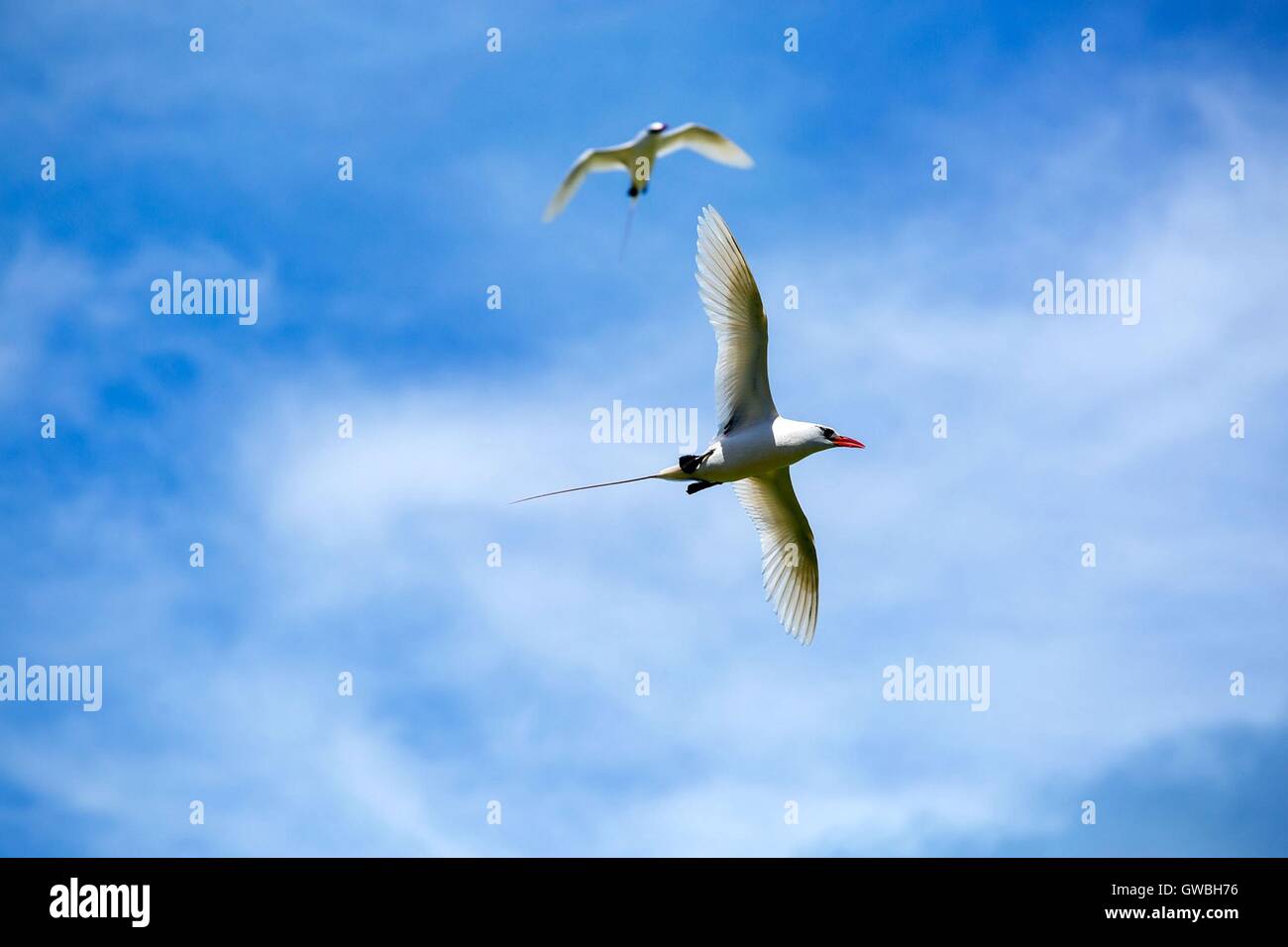 Rotschwanz-Tropicbirds fliegen overhead bei der US-Präsident Barack Obama Besuch in Midway-Atoll 1. September 2016 in Papahanaumokuakea Marine National Monument, nordwestlichen Hawaii-Inseln. Stockfoto