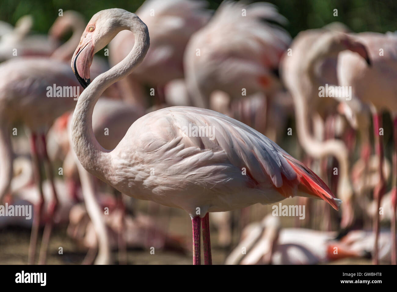 Der Flamingo, die größte Art der Flamingo, an Slimbridge WWT in Gloucestershire - England. Stockfoto