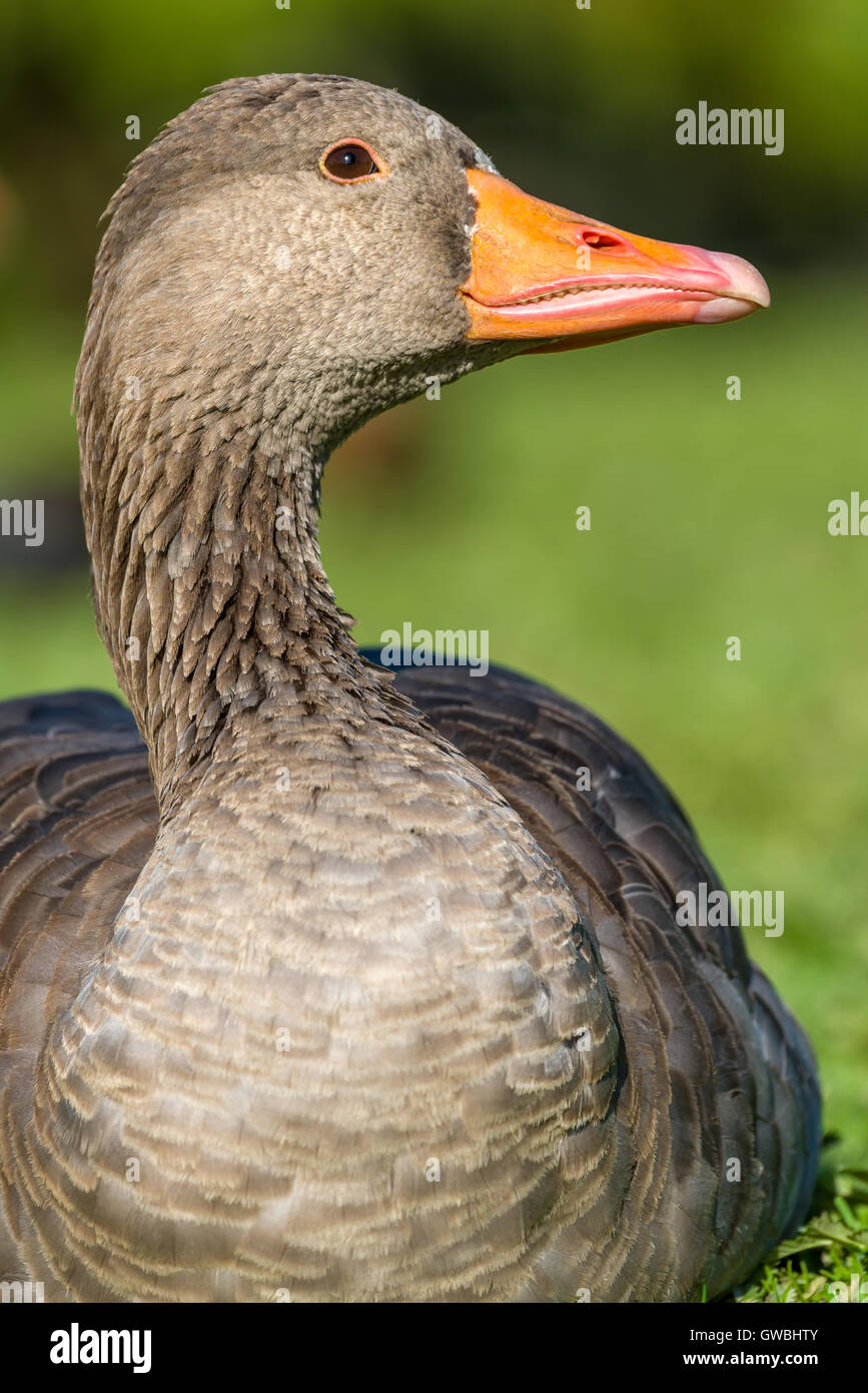 Graugans Stockfoto