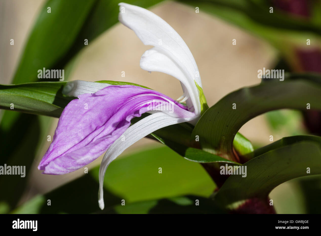 Zart markierten Blume winterhart Ingwer, Roscoea Purpurea "Zimtstange" Stockfoto
