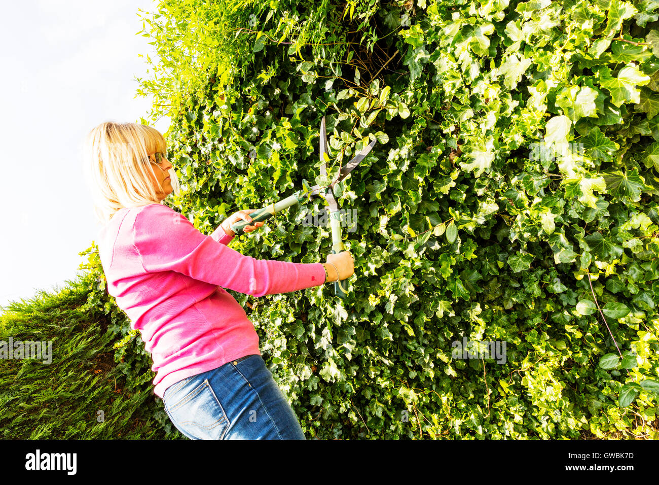 Mittels Schere schneiden der Hecke schneiden Gartenbau Gärtner Scheren Hecken schneiden UK England GB Stockfoto