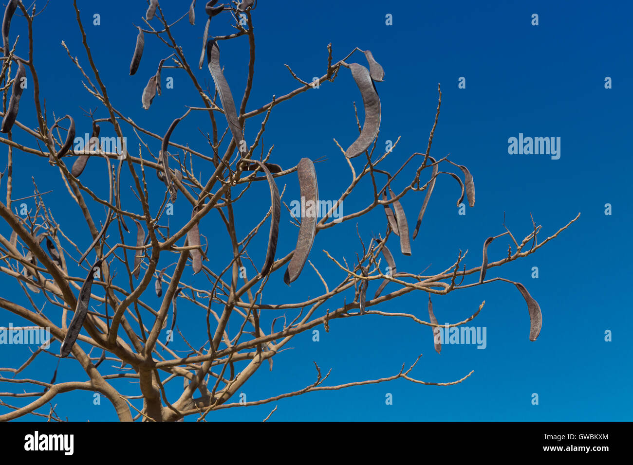 Ägyptische Akazie. Vachellia nilotica Stockfoto