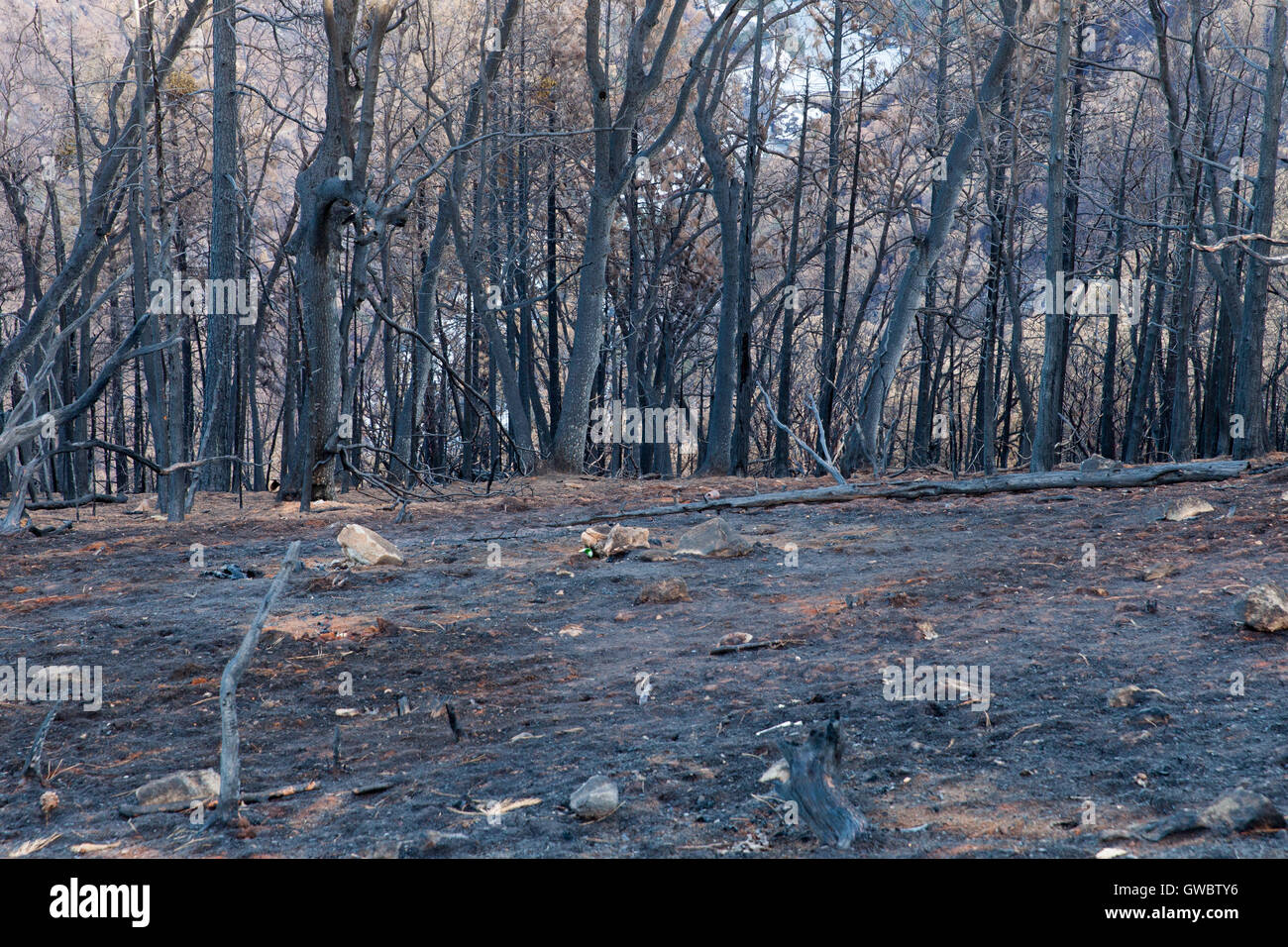 Wald Nach Dem Feuer Stockfotos & Wald Nach Dem Feuer Bilder Alamy