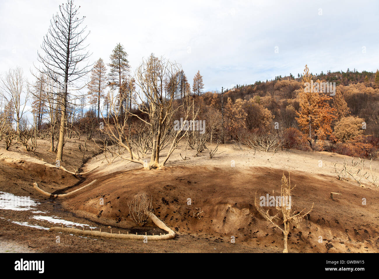 Nach Feuer Erde Erosion Abhilfemaßnahmen mit Mulch und kontrollieren Sie Dämme in der Nähe von Yosemite Kalifornien USA Stockfoto