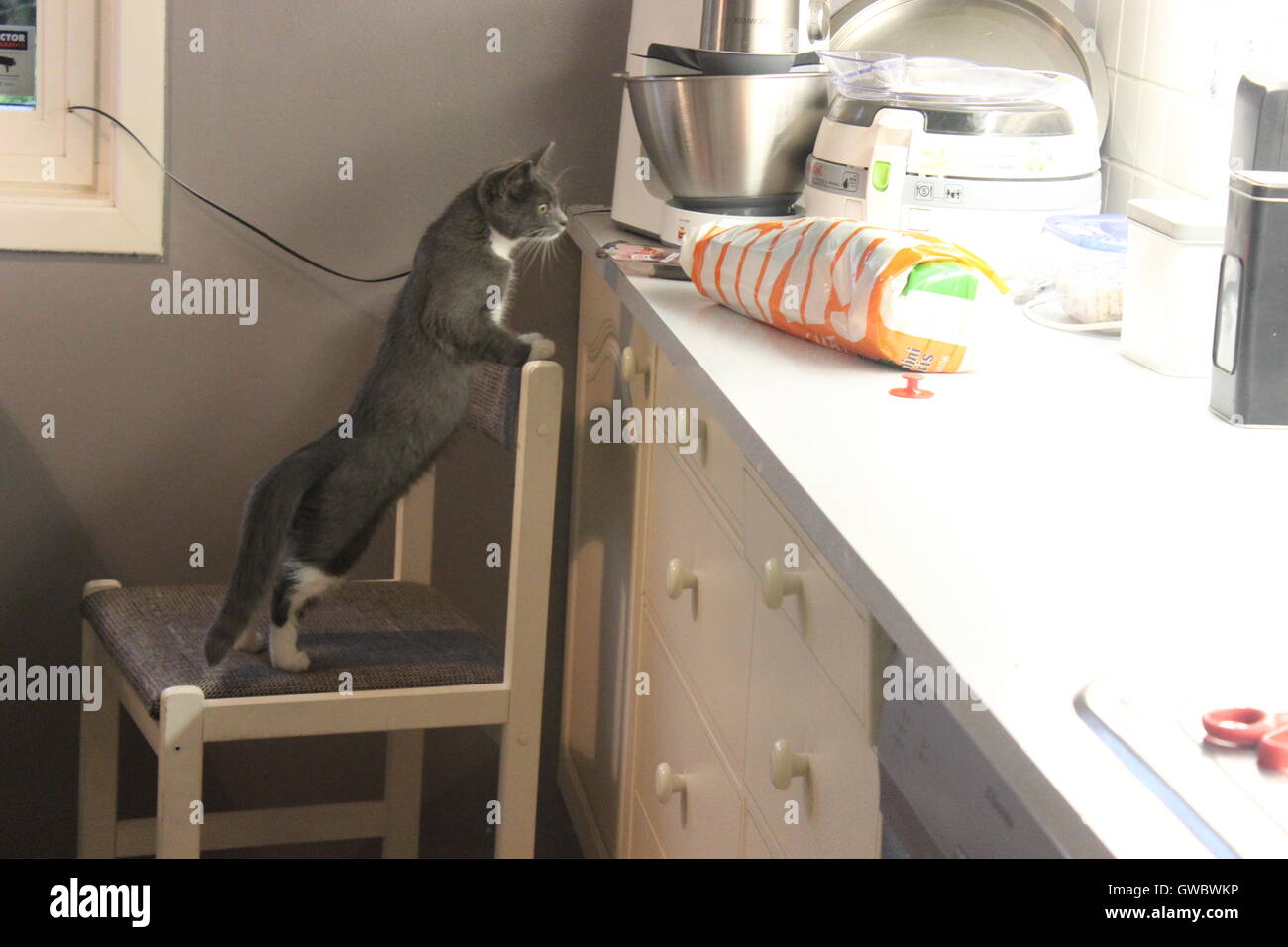 Katze stehend auf Stuhl riecht etwas zu Essen auf dem Küchentisch Stockfoto