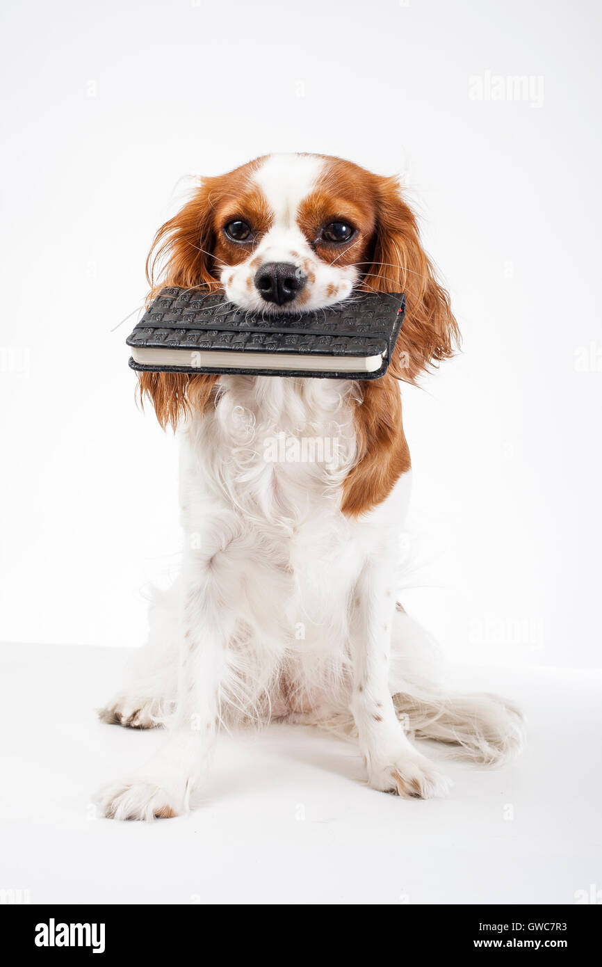 Hund mit planer Kalender ot, um Liste zu tun Stockfoto