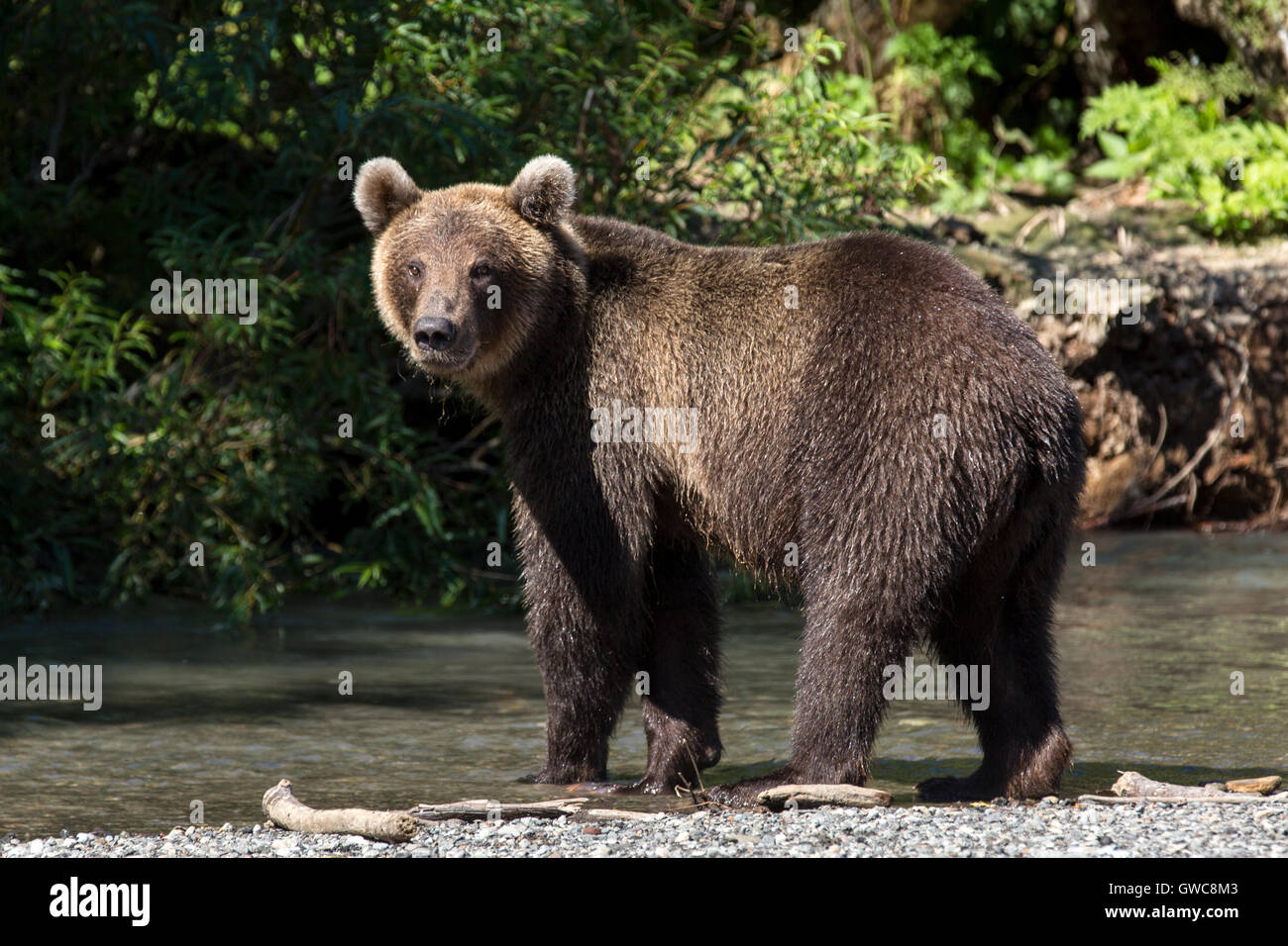 Braunbären in der Wildnis bleibt in der Nähe von Fluss Stockfoto