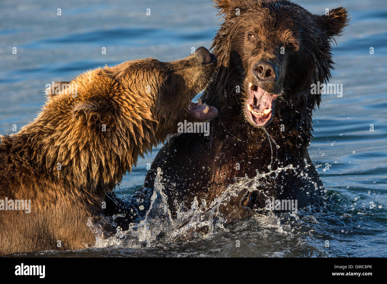 Zwei braune Bären spielen kämpfen in der Wildnis Stockfoto
