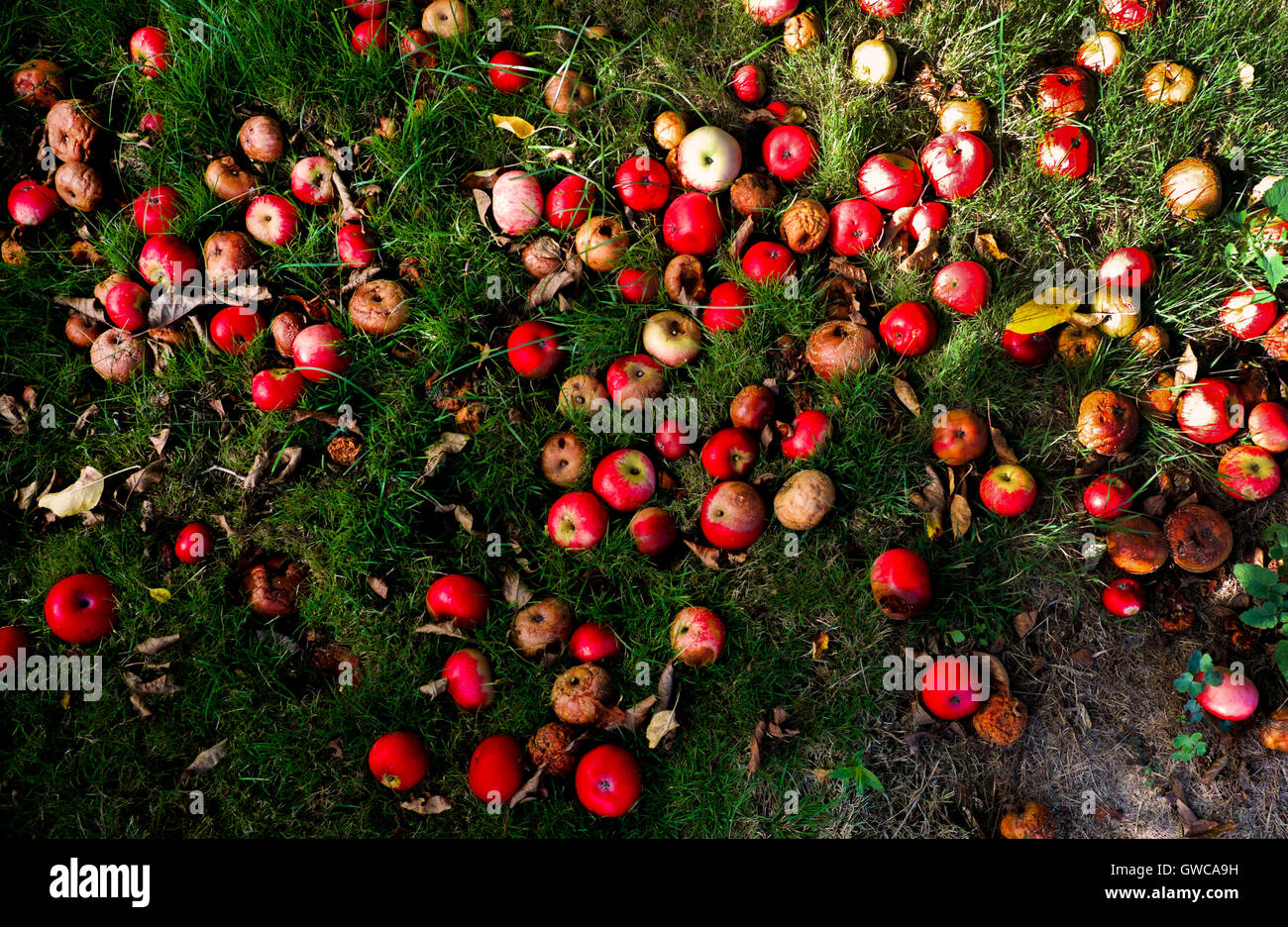 Ca. 100 rote Äpfel essen im grünen Rasen auf dem Boden liegend, der gefallen sind, reichen roten Apfel, Apfelbaum, Windfall Äpfel Stockfoto