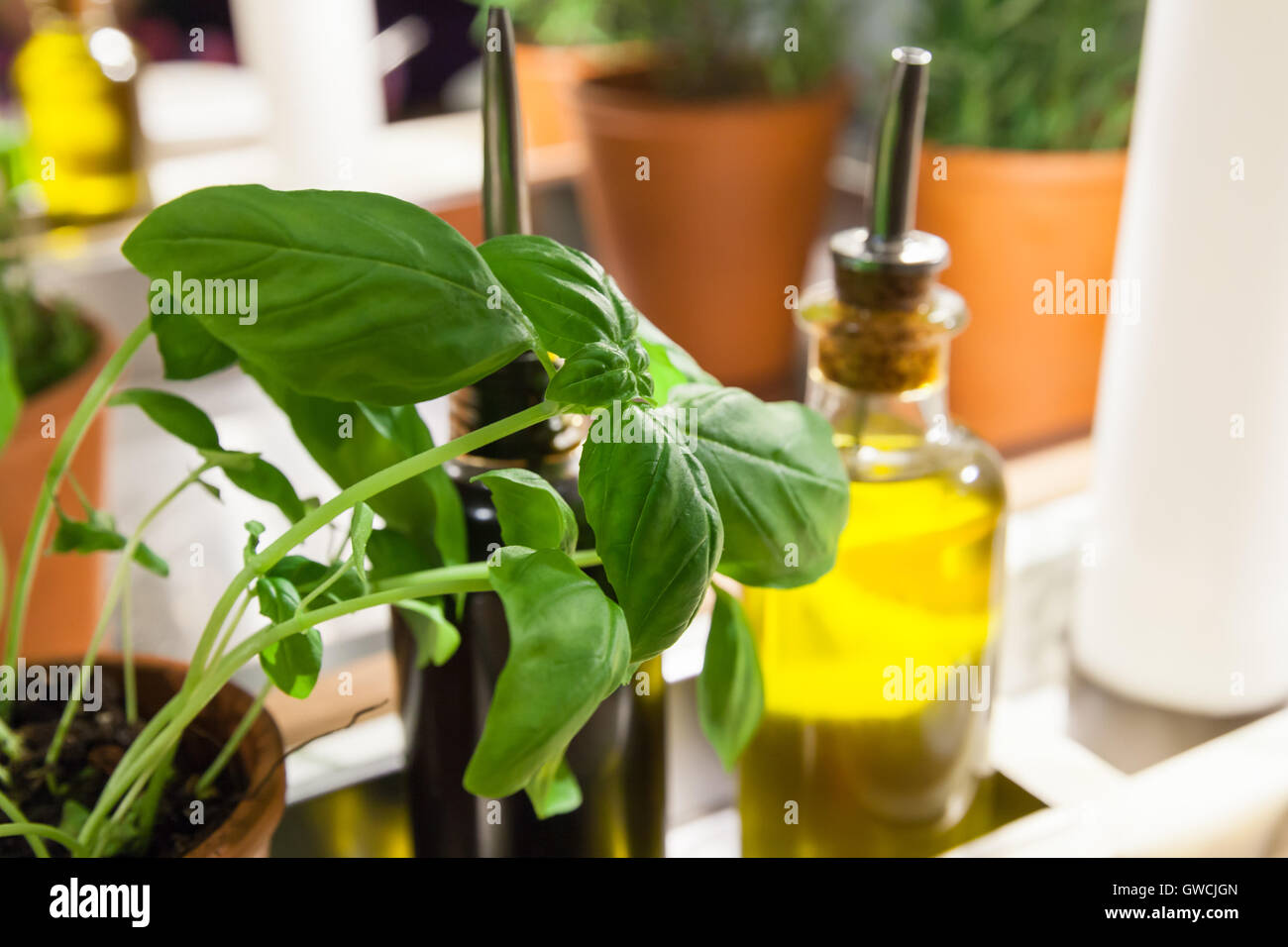 Im grünen Basilikum und Olivenöl in Glasflasche auf einem Tisch im italienischen restaurant Stockfoto