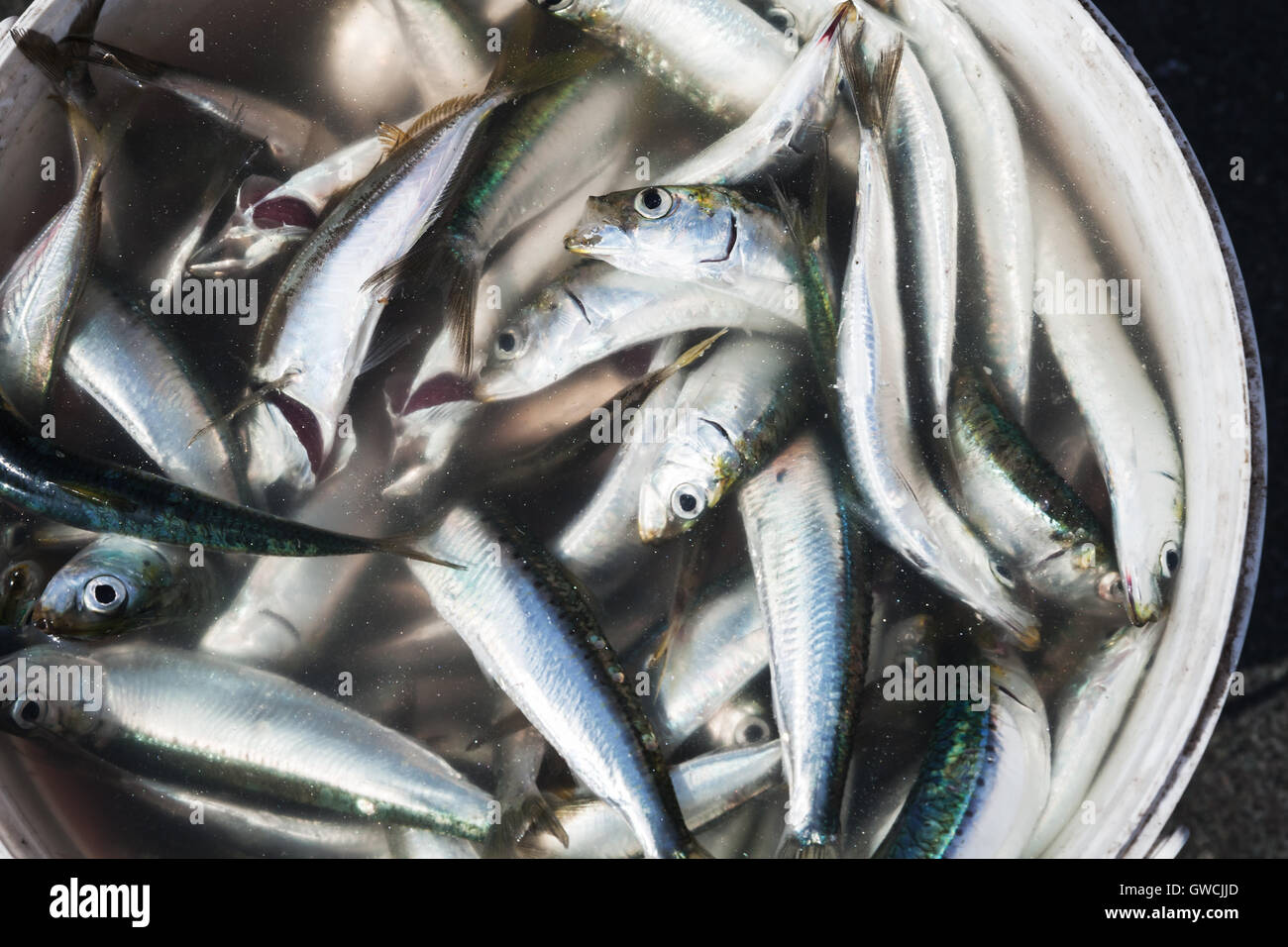 Сatch von kleinen Fischen in einem Eimer Stockfoto
