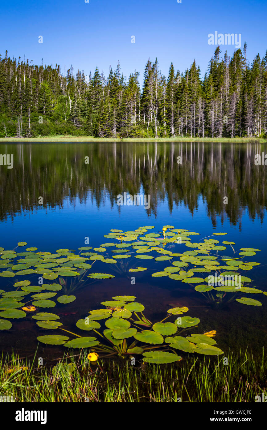 Eine reflektierende Teich in Gros Morne National Park, Neufundland und Labrador, Kanada. Stockfoto