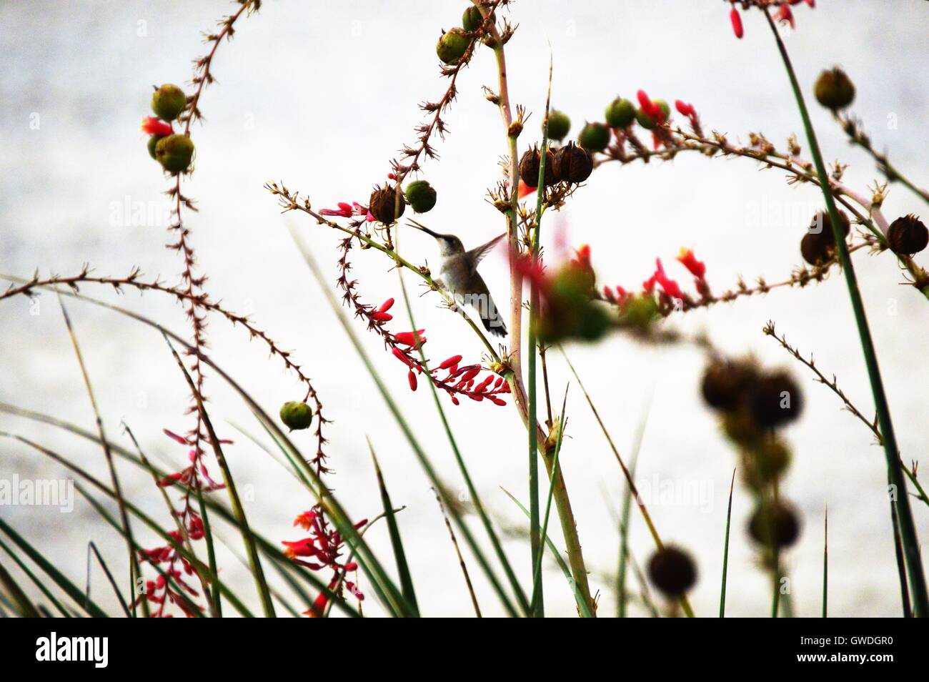 Kolibri ernähren sich von Nektar. Stockfoto