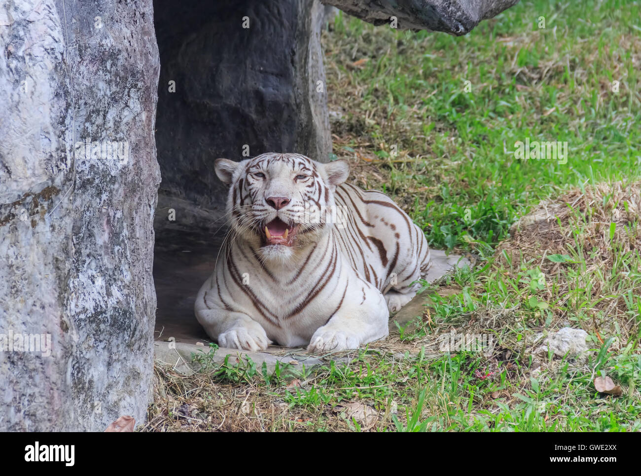 Tiger zwei weiße Leopard Zoo Songkhla Stadt Zucht Leben Natur Jäger. Weißer Tigerstreifen auf ausgewählte Fokus Stockfoto