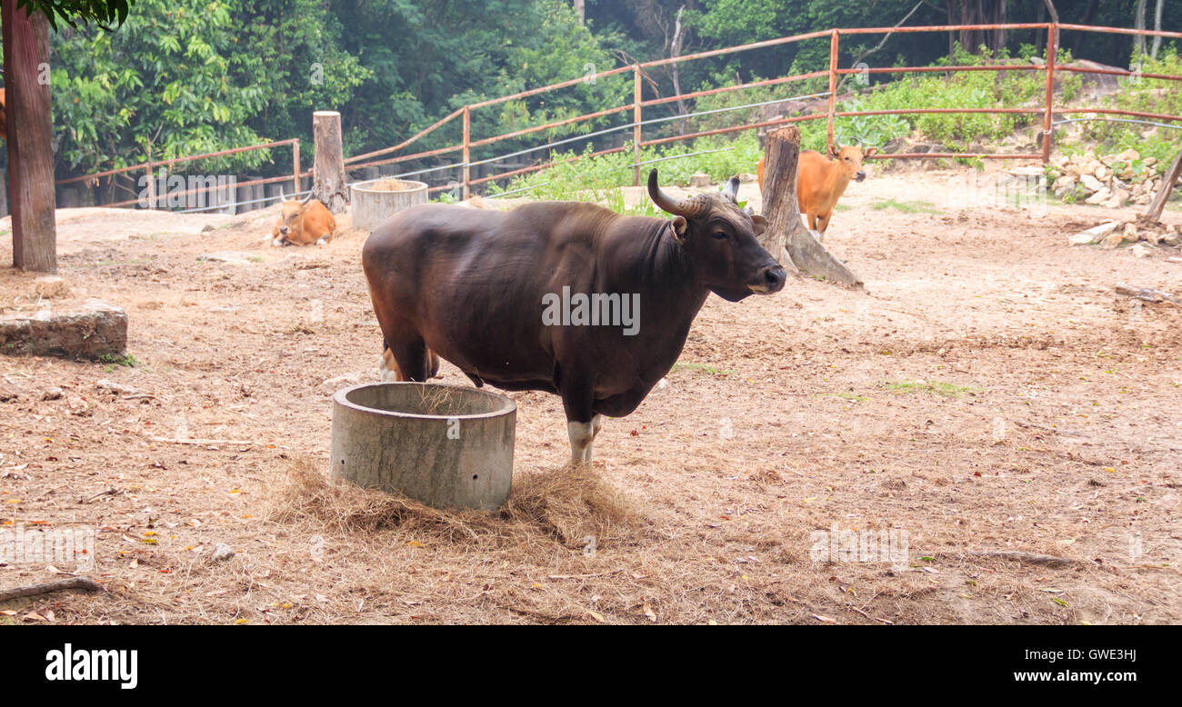 Tiere Säugetiere Rinder schwarz Bauernhof Rasse Leben Fleisch Natur Industrie Vertrieb. Stockfoto