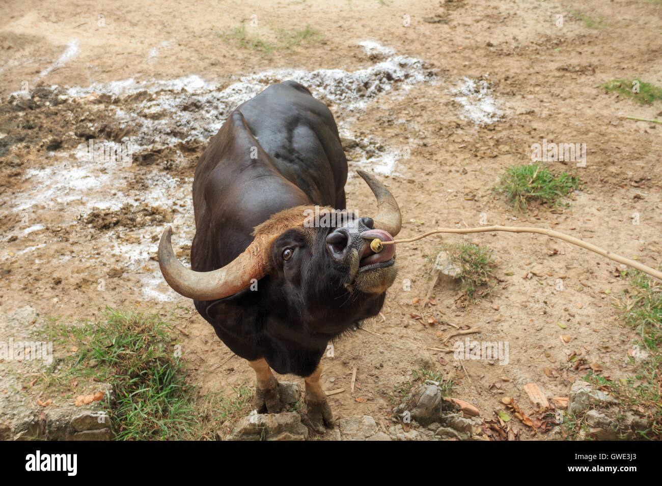 Tiere Säugetiere Rinder schwarz Bauernhof Rasse Leben Fleisch Natur Industrie Vertrieb. Stockfoto