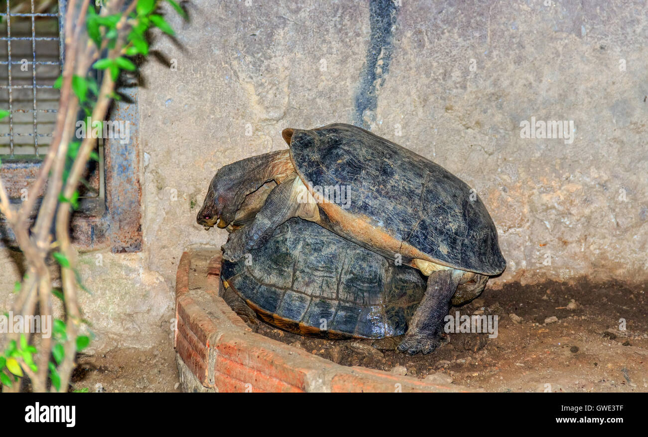 Zwei Schildkröten Panzer hart Säugetier Schildkröte Bauernhof Rasse Leben Natur Industrie Vertrieb Zoo. Songkhla ausgewählte Fokus Anker. Stockfoto