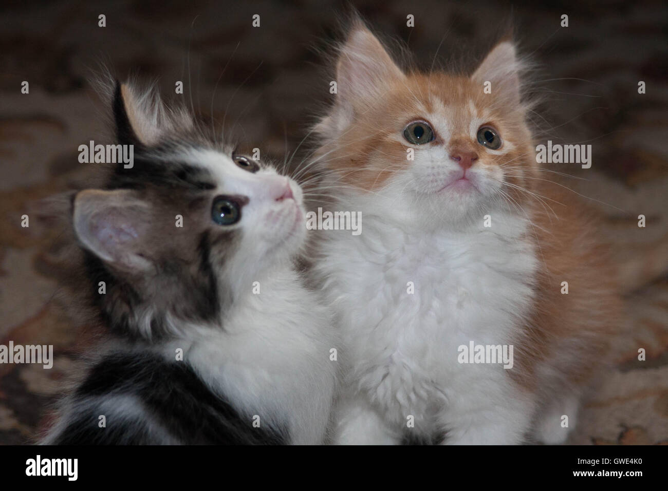 Zwei junge Kätzchen beobachten eine Feder-Spielzeug. Stockfoto