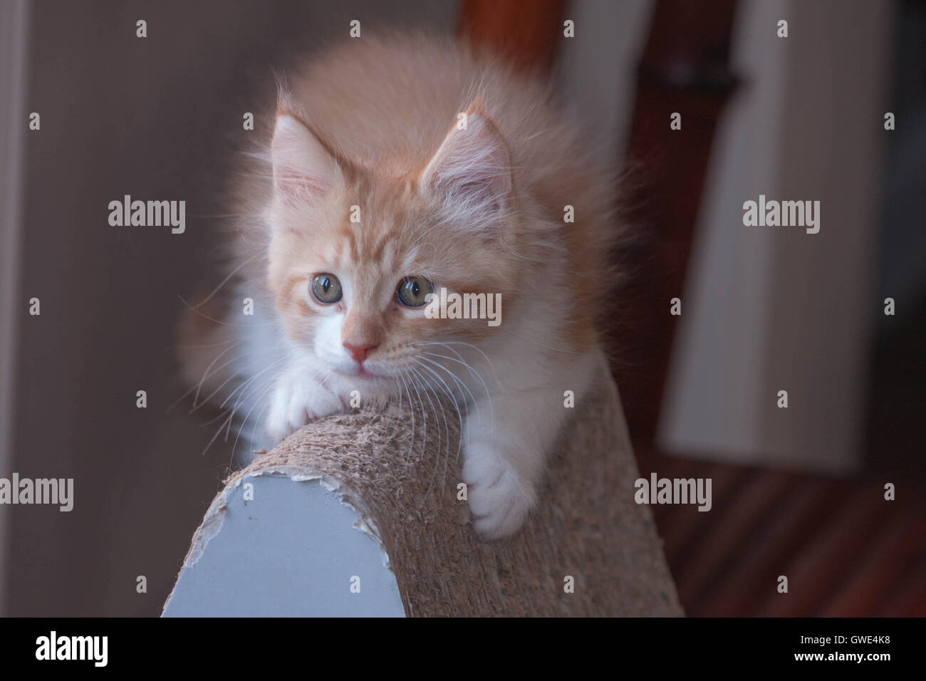 Ein orange-weiße Kätzchen sitzt oben auf ein Karton Scratcher. Stockfoto