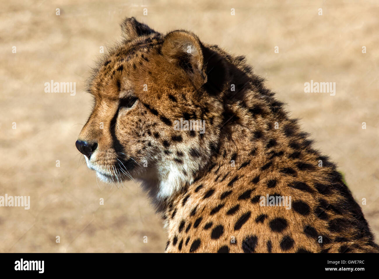 Gepard Kopf und Schultern Stockfoto
