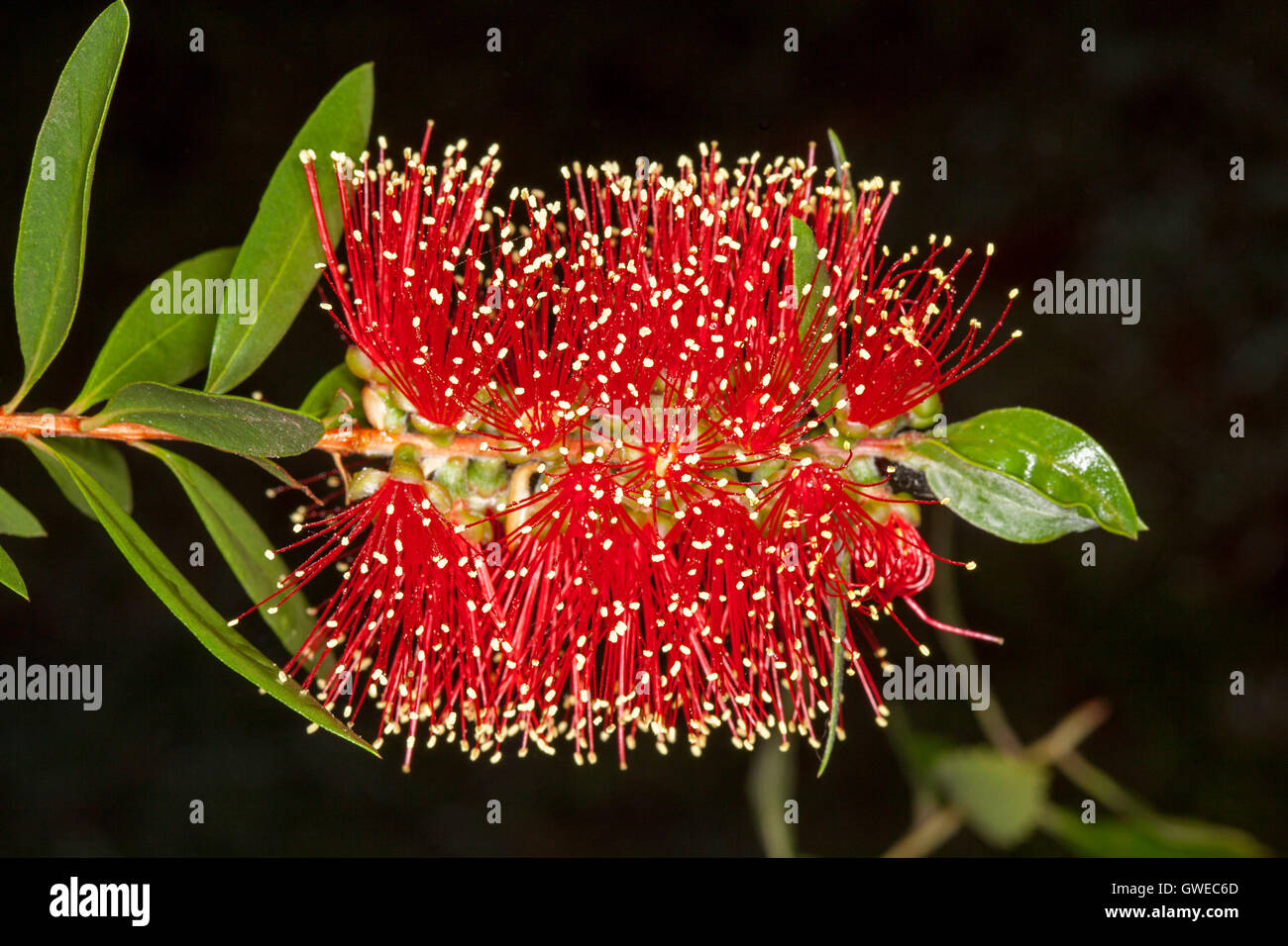 Lebhafte rote Blume und grüne Blätter des Australian native Zylinderputzer / Bottlebrush Blume auf schwarzem Hintergrund Stockfoto