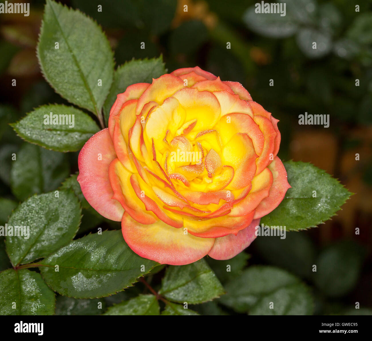 Spektakuläre gelb & rote Blume & tiefgrünen Blätter von ungewöhnlichen Chamäleon rose mit Regentropfen auf Blütenblätter & Laub Stockfoto